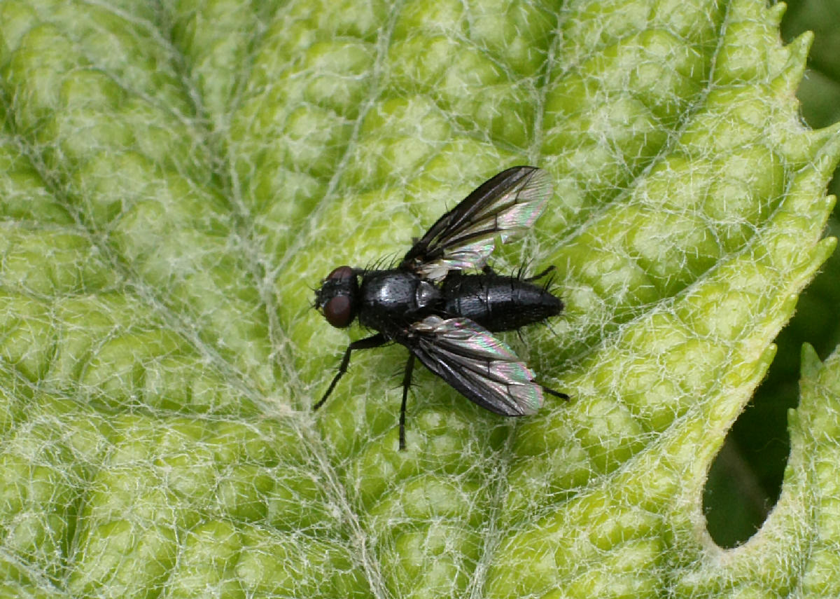 mosca nera da identificare